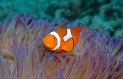 Clown anemone fish are always a favourite especially afte... by John Natoli 